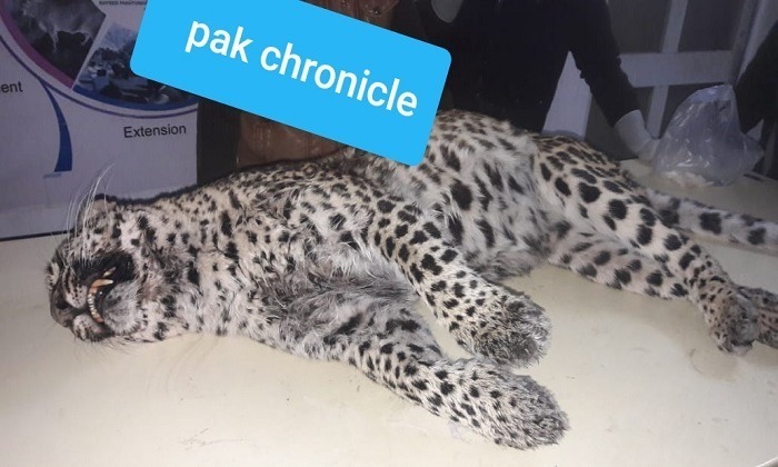 Villagers Kill another Endangered Leopard in Galiyat