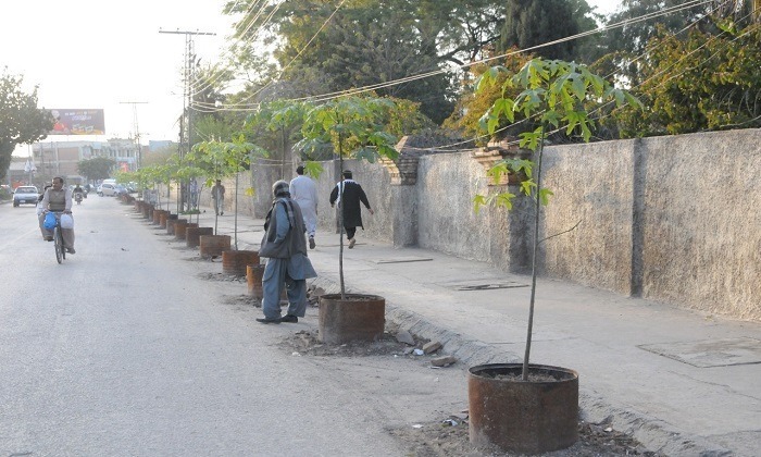 A Dilemma Emerging from Trees’ Plantation on Road