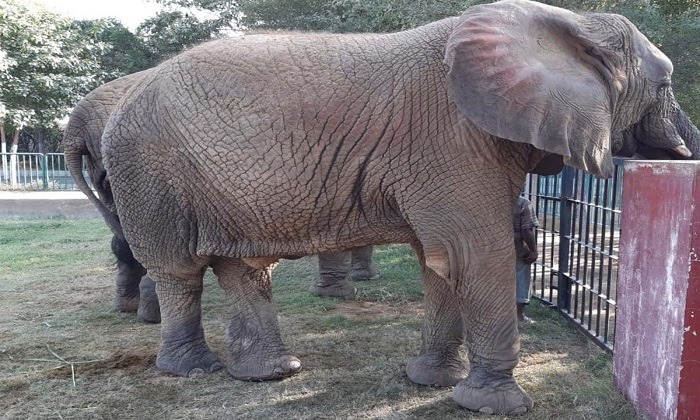 Elephant in Safari in Karachi enjoying good health