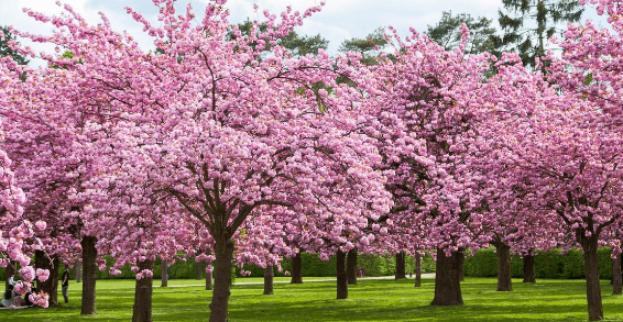 Cherry blossom to cherry bloom