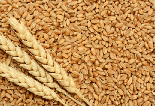 Suspension of accord by Russia of Ukrainian wheat exports through Black Sea invites criticism